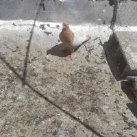 کبوتر ۸عدد کفتر خوب دونه ۲۵۰ همش رنگی شهری|پرنده|شیراز, ماه فیروزان|دیوار