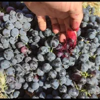 انگور  شانی دیم سردشت سیاه کشمش آفتابی میوه تالار|خوردنی و آشامیدنی|تهران, شهرک شریعتی|دیوار