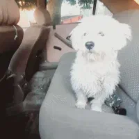 «سگ خانگی پشمالو سفیدبسیار باهوش ومهربون»|سگ|فاریاب, |دیوار