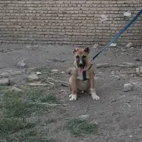 واگذاری سگ سرابی اصیل|سگ|مرند, |دیوار