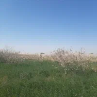 باغ کشاورزی|اجارهٔ دفتر صنعتی، کشاورزی، تجاری|کرمان, |دیوار