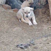 واگزاری نرو ماده|سگ|مهربان, |دیوار