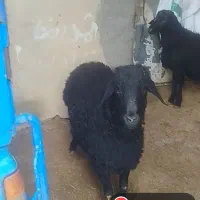 ۲ عدد بره قوچ موفر