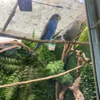 فنچ مرغ عشق قناری سهره گلدین