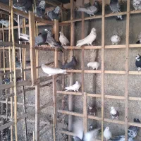 کبوتر سوسکی .شازده