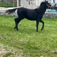 اسب اصیل کوردی نژاد