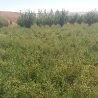 باغ ۶۰۰۰متری