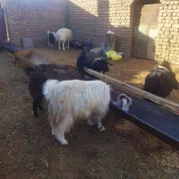 گوسفند فروشی|حیوانات مزرعه|کاخک, |دیوار