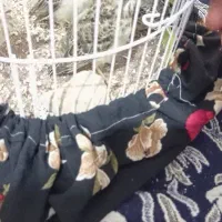 پنج عدد جوجه مینا