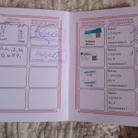 توله پیتبول نر شناسنامه دار|سگ|زیرآب, |دیوار