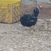 فروش مرغ و خروس گلین|حیوانات مزرعه|شاهینشهر, شهرک ردانی پور|دیوار