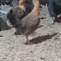 جوجه مرغ رسمی اصل