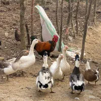 بوقلمون و اردک