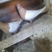 جفت سینه زرد