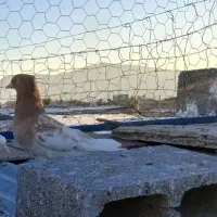 ۸ تا بهبهونی ،۶ تا تهرونی نر بلند پرواز (فسا)