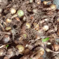 پیاز گل دانه برفی یا زنگوله