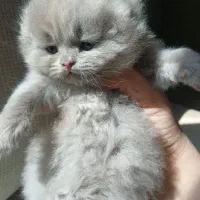 واگذاری گربه