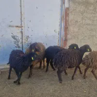 افشاری بره ماده ونر