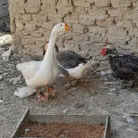 جفت غوغاز|حیوانات مزرعه|زهک, |دیوار