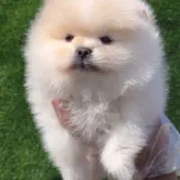 پامرانین کیفیت بمب