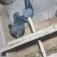 کبوتر معاوضه یا فروشی بخون لطفا