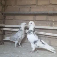 کفتر هما سرور جفت نرو ماده