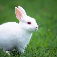 غذای خرگوش و جوندگان