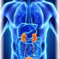 آموزش  رایگان بانوان ، طب سنتی، مزاج شناسی