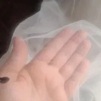 لباس|لباس|آمل, |دیوار