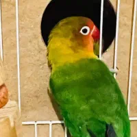 طوطی برزیلی ۴ماهه|پرنده|اهواز, معین زاده|دیوار