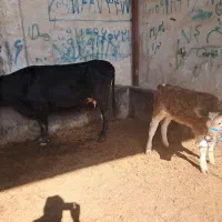 گاو شیری|حیوانات مزرعه|گنبد کاووس, |دیوار