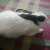 خرگوش