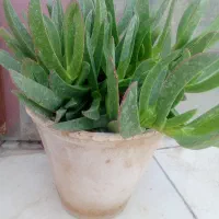 گل ناز شاخ دار