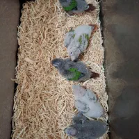 گیریچک سرلاکی یلوساید آناناسی و نرمال|پرنده|ضیابر, |دیوار