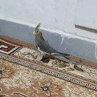 عروس هلندی سه ماهه