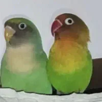 جفت طوطی کوتوله نیمه رام سالم هستن