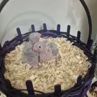 جوجه گرینجیک سرلاکی