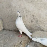 کبوتر نر