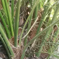 پاجوش بریم سفید