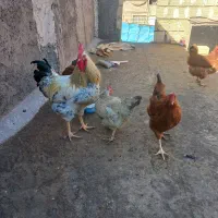 مرغ و خروس