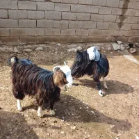 ۴ راس تیشتیر