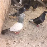 سینه نر پرشی