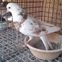 کبوتر چند جفت مایه|پرنده|پاکدشت, پاکدشت (مامازند)|دیوار