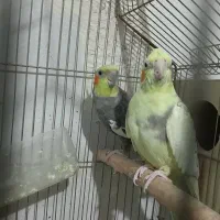 فروش فوری عروس هلندی