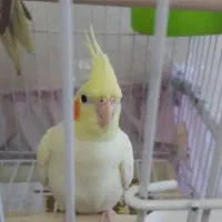 عروس هلندی لوتینو گمشده