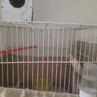 قناری ماده و تخم کبوتر