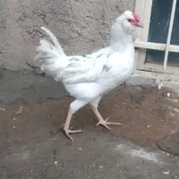 خروس گلین اصیل|حیوانات مزرعه|بیستون, |دیوار