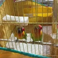 طوطی برزیلی|پرنده|ری, شهادت|دیوار