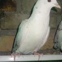 کبوتر نر پرشی