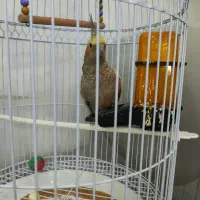 عروس هلندی